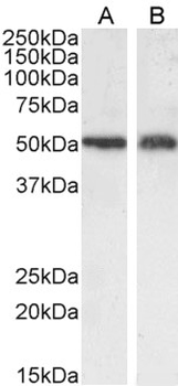 SLC7A11/XCT Antibody