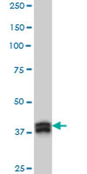 MBNL1/MBNL Antibody