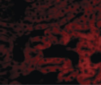 BCL2A1 Antibody