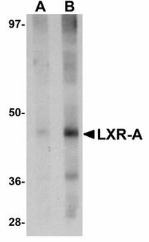 NR1H3/LXR Alpha Antibody