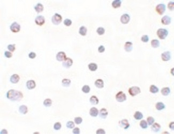 APCL/APC2 Antibody