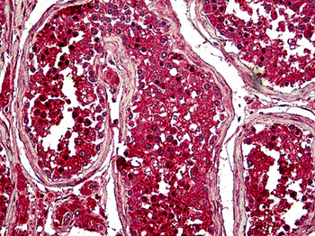 Securin/PTTG1 Antibody