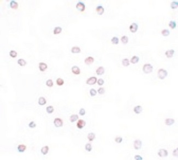 SCUBE2 Antibody