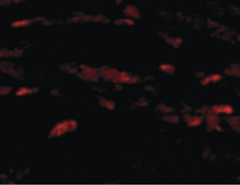 NRN1/Neuritin Antibody