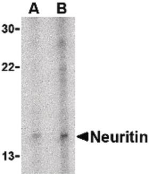 NRN1/Neuritin Antibody