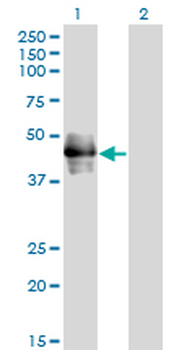 CD177 Antibody