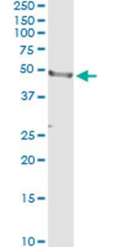 CD177 Antibody