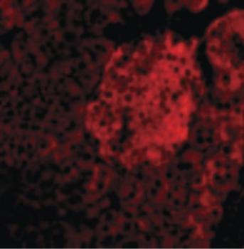 IL23A/IL-23 p19 Antibody
