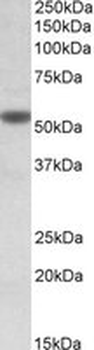 CHRNA5 Antibody