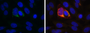 Anti-dsRNA [1D3]