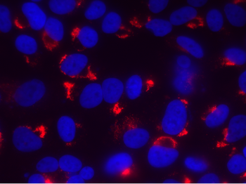 Anti-dsRNA [1D3]