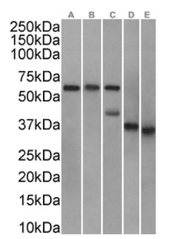Anti-CLU [SAIC-43B-8]