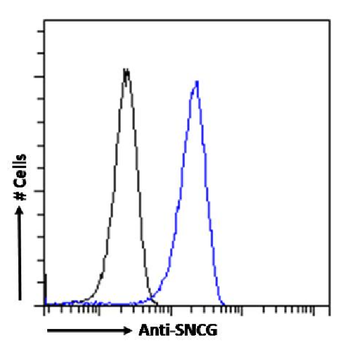 Anti-SNCG [SAIC-31A-10]