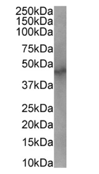 Anti-RAD23B [SAIC-28B-8]