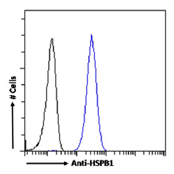 Anti-HSPB1 [SAIC-23C-35]