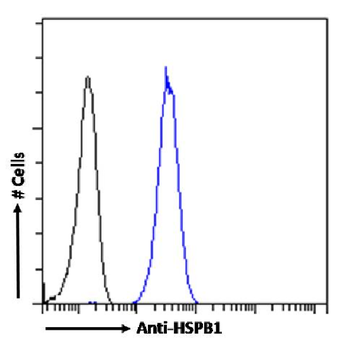 Anti-HSPB1 [SAIC-23B-22]