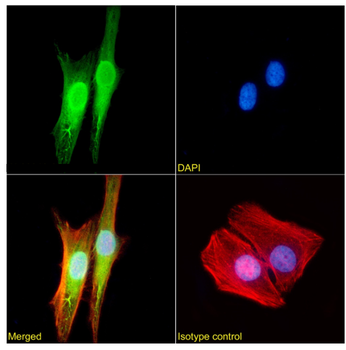 Anti-GSTP1 [SAIC-22D-22]
