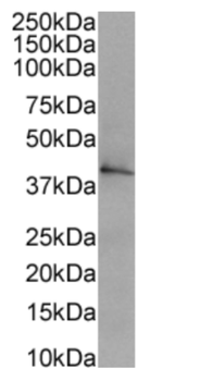 Anti-CD40 [FGK45]