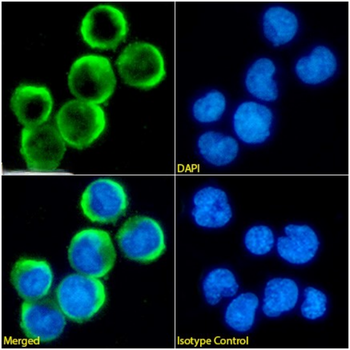 Anti-CD3 [CD3B219]