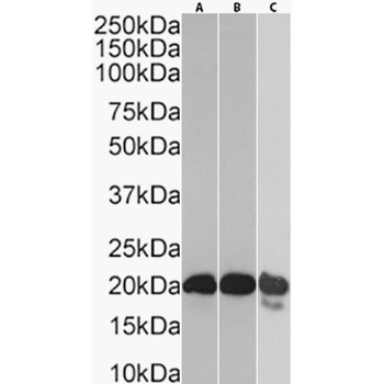 Anti-CD3 [CD3B219]