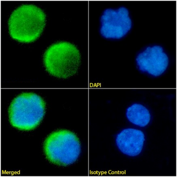Anti-CD3e [33H1]