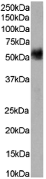 Anti-Rat IgG [OX-59]