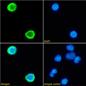 Anti-CD6 [OX-126]
