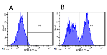 Anti-CD40 [G28.5]