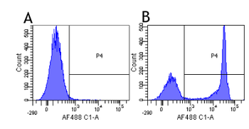 Anti-CD4 [MT310]