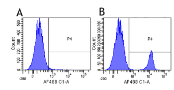 Anti-CD19 [FMC63]