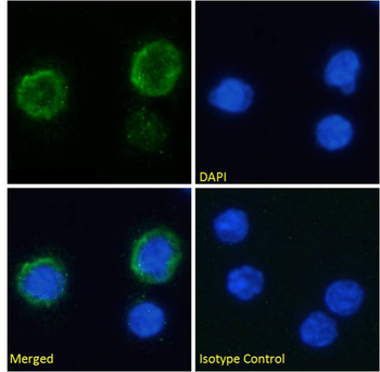 Anti-C3a-receptor [3G7]