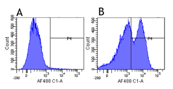 Anti-CD29 [K20]