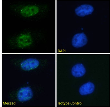 Anti-PCNA [SAIC-27C-101]