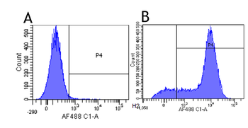 Anti-CD44 [Hermes-1]