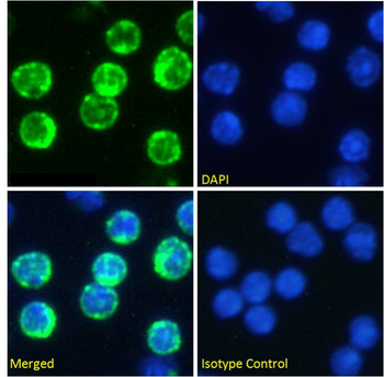 Anti-CD74 [In-1]