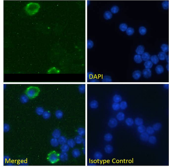 Anti-CD32 [AT130-5]