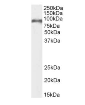 Anti-CD155 [3F1]