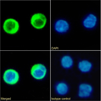 Anti-CD226 [10E5]
