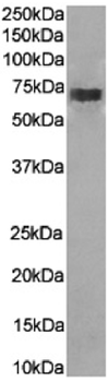 Anti-CD226 [10E5]
