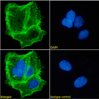 Anti-EpCAM [HEA125]