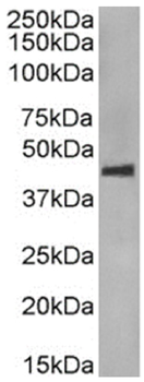 Anti-CCR5 (phosphoserine 349) [E11/19]