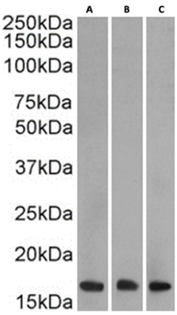 Anti-H3K27me3 [BT164]