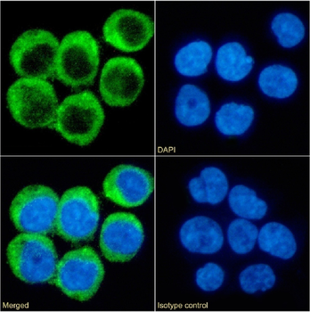 Anti-CD40 [chi220]