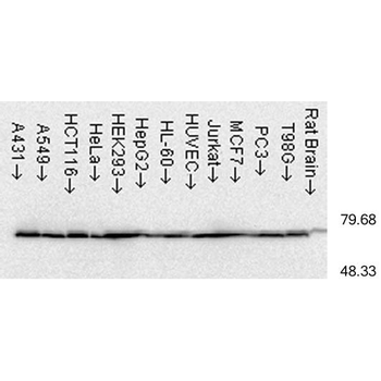 HSP70 Antibody (HRP)