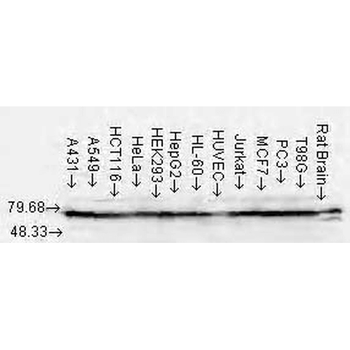 HSP70/HSC70 Antibody (PerCP)
