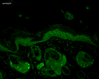 HSP70/HSC70 Antibody (RPE)