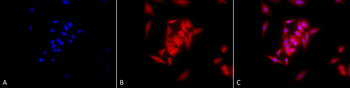 GRP94 Antibody (APC)