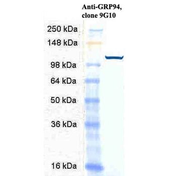 GRP94 Antibody (APC)