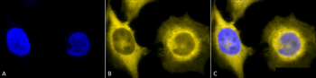 GRP94 Antibody (HRP)