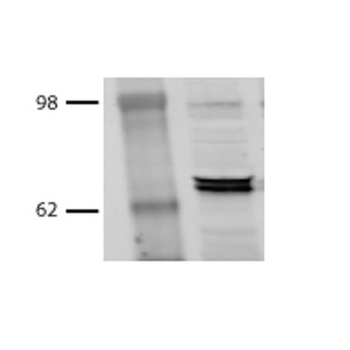 HSP70/HSC70 Antibody (FITC)